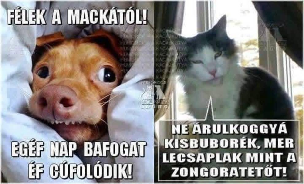 Nyílt gyakorló nap